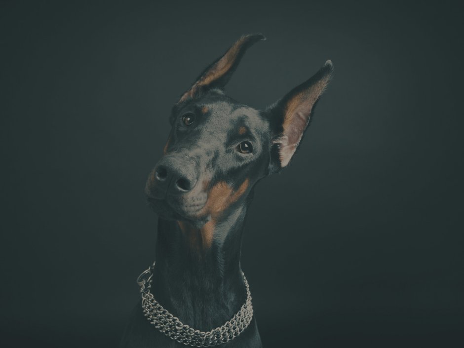 Фон для рабочего стола Доберман