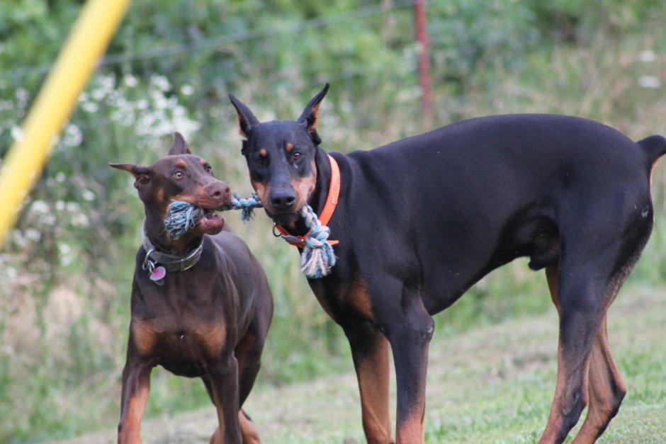 Доберман Владека Рошины