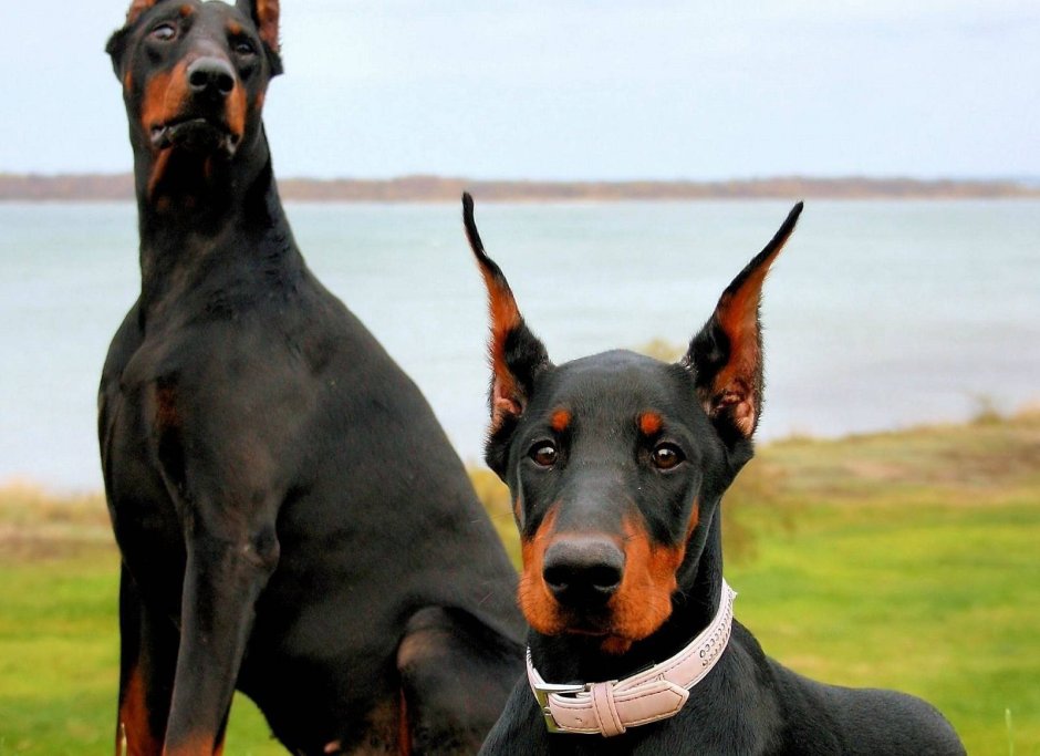 Королевский Доберман