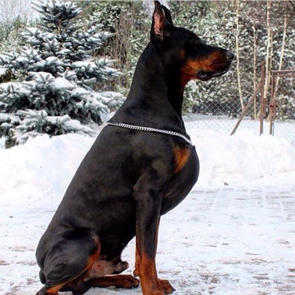 Доберман Владека Рошины