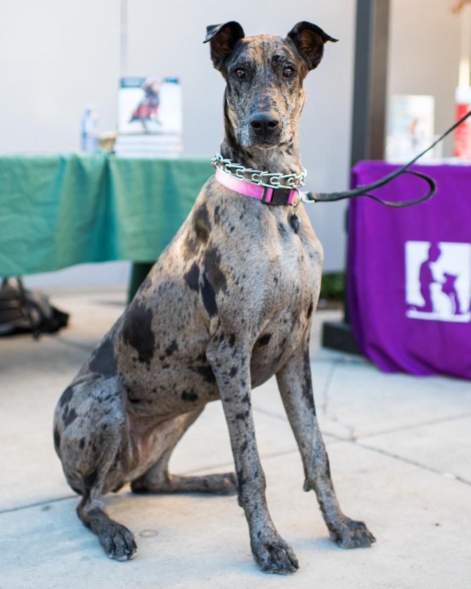 Доберман Мерль