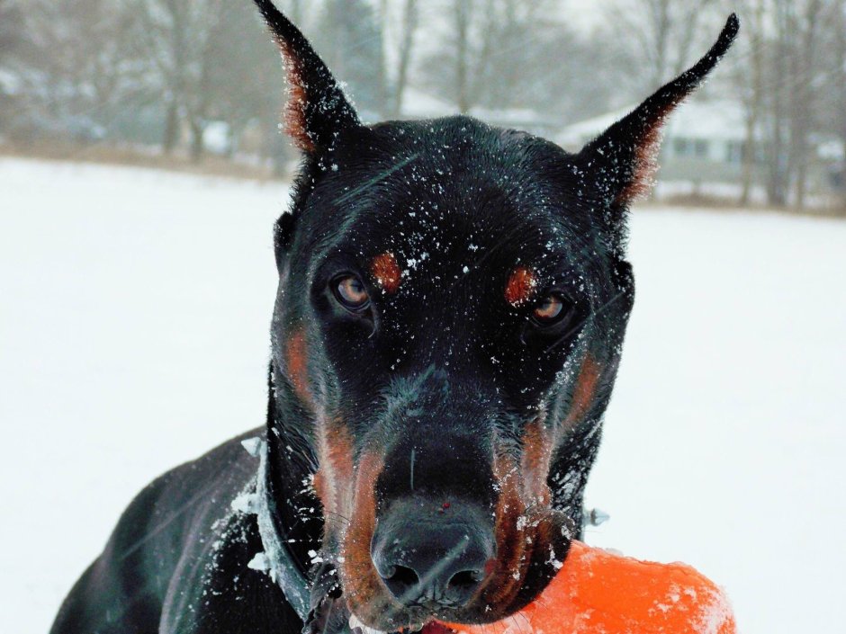 Ирина Шейк с доберманом