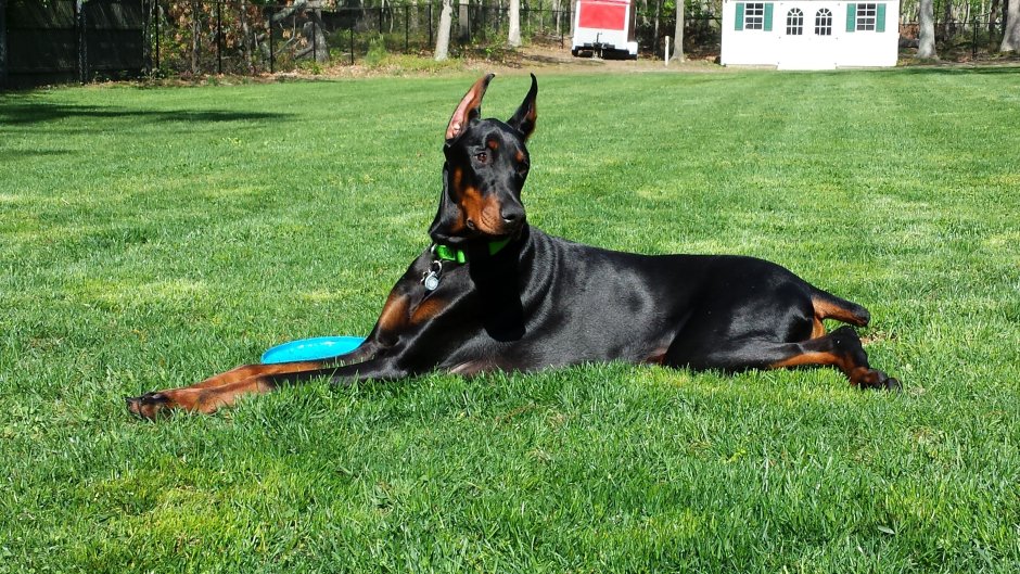 Доберман пятнистый