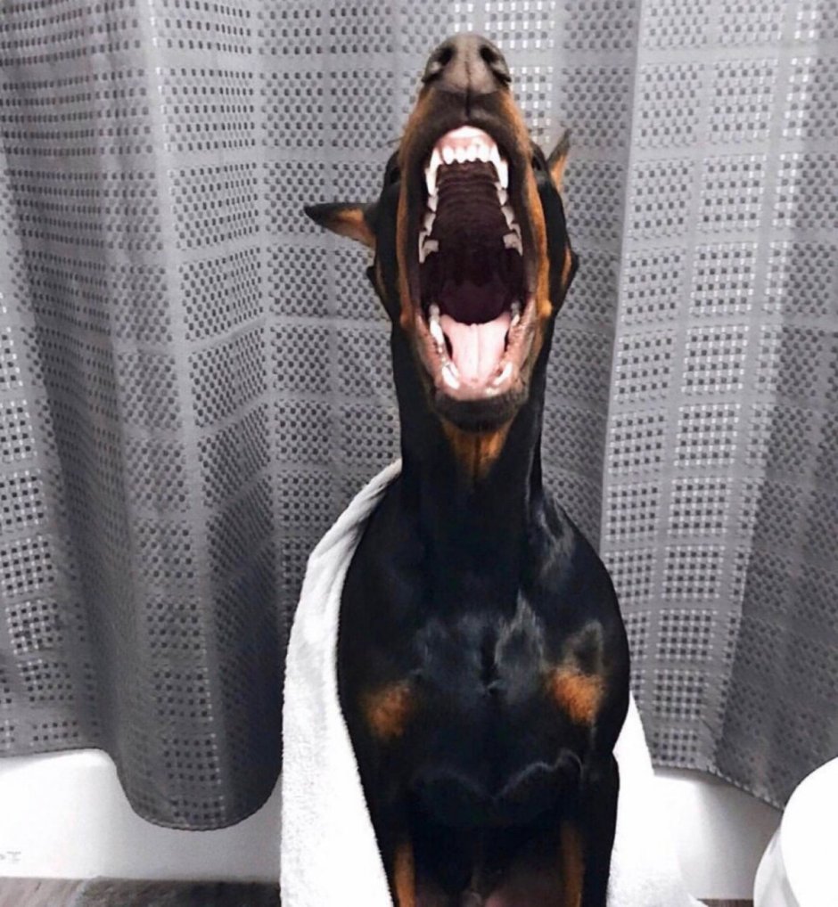 Доберман Владека Рошины