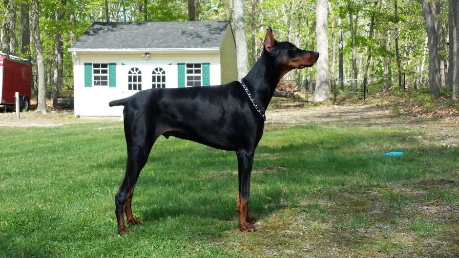 Черный Доберман Грация