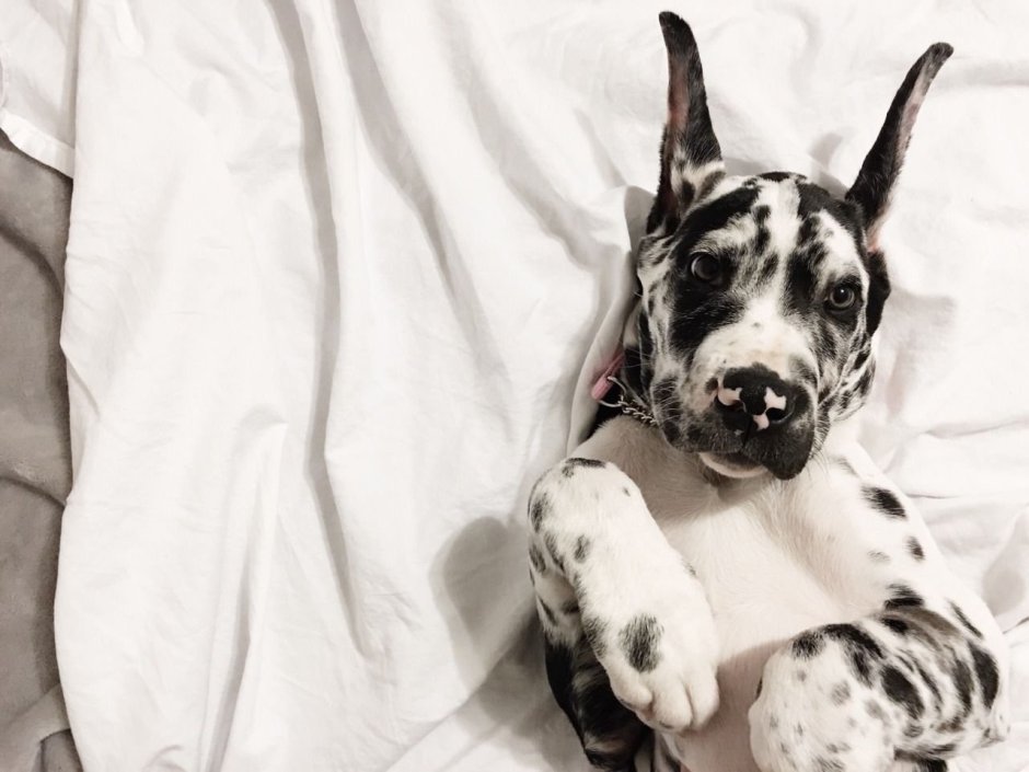 Мраморный дог собака