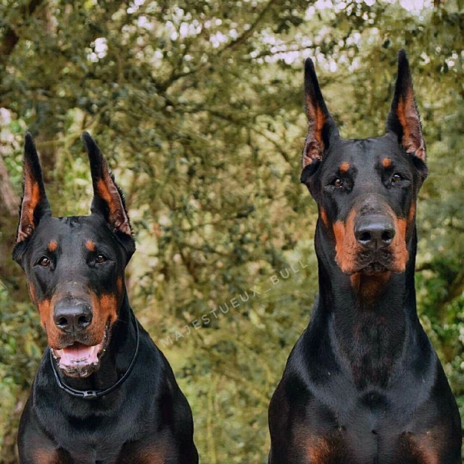 Доберман Владека Рошины