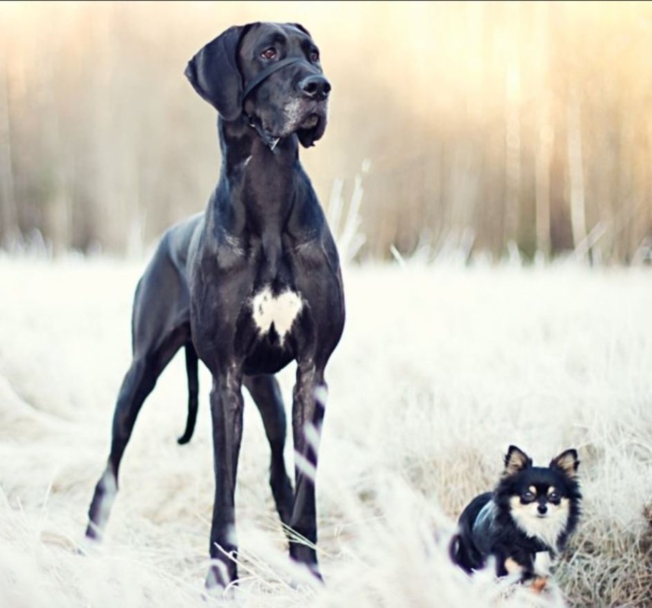 Датский дог Гибсон