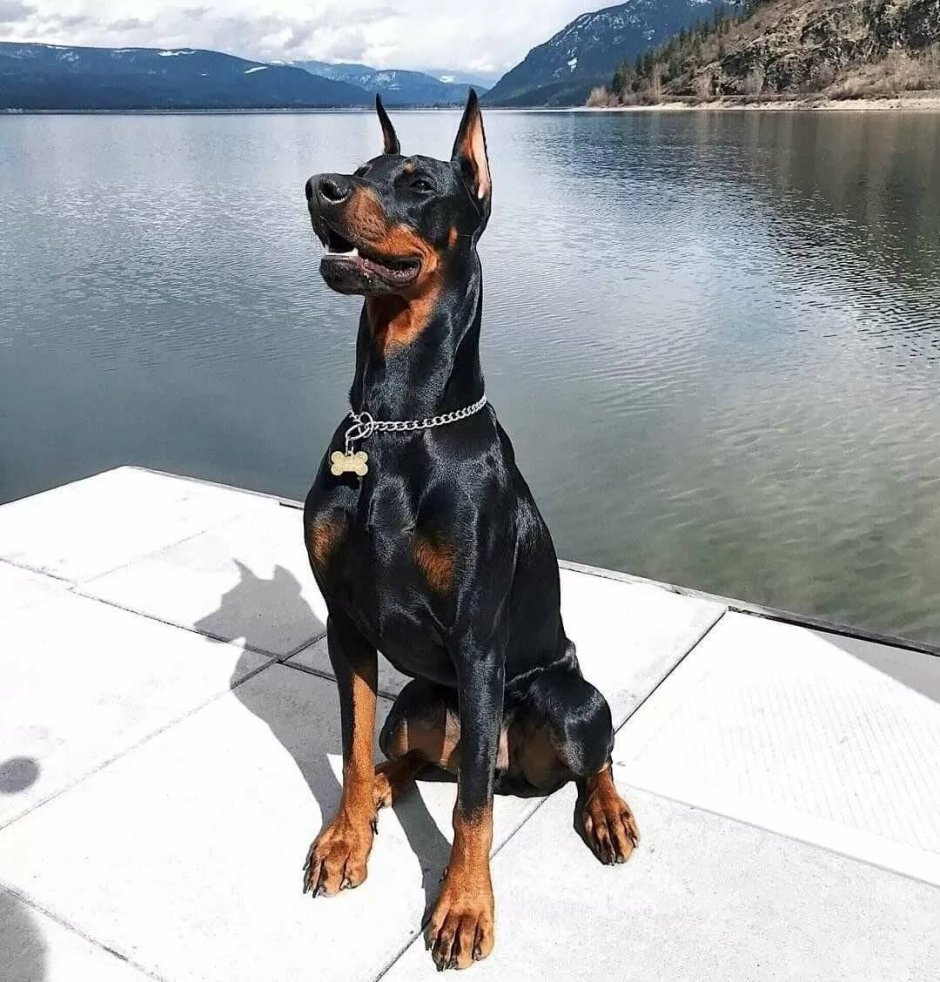 Доберман телохранитель