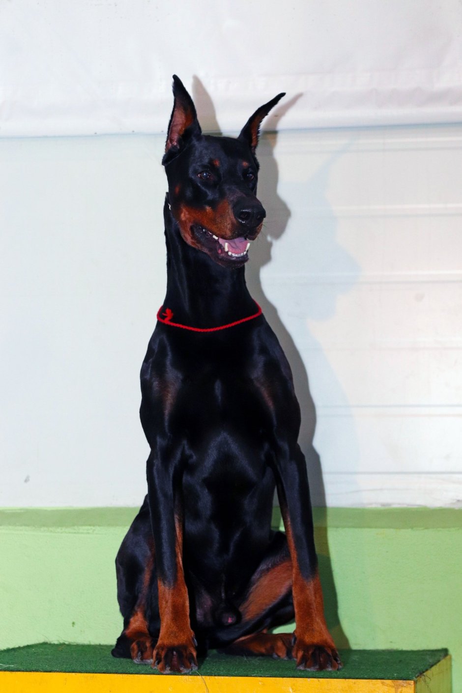 Голубой Доберман