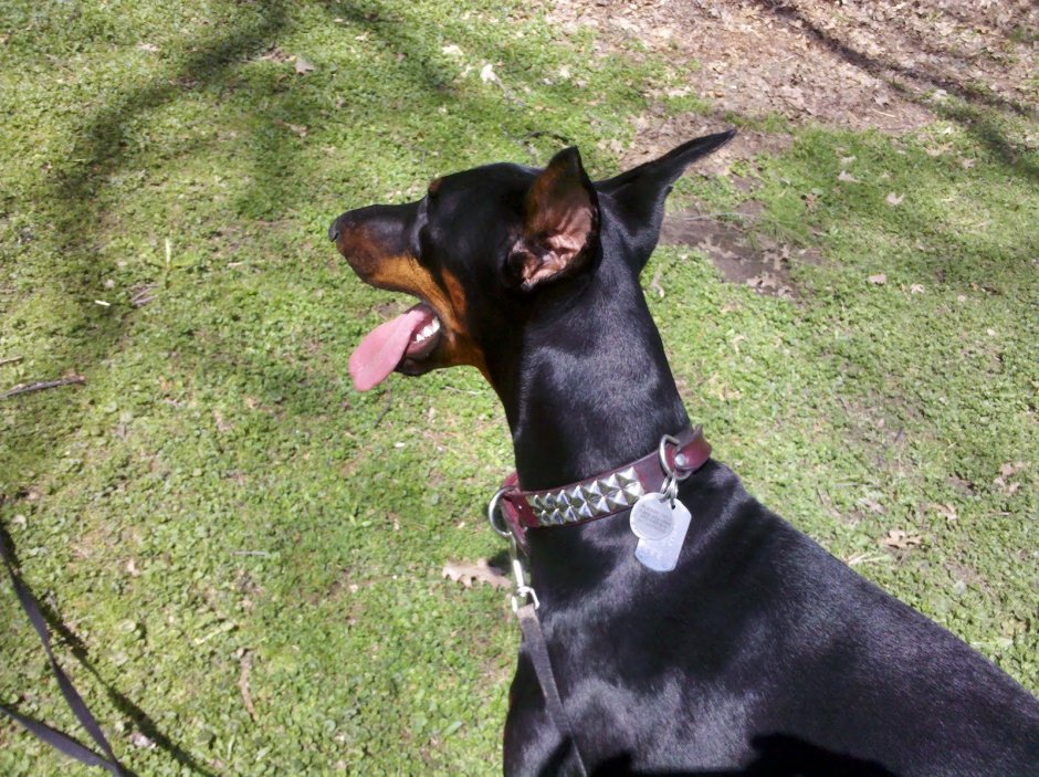 Бельгийский Доберман