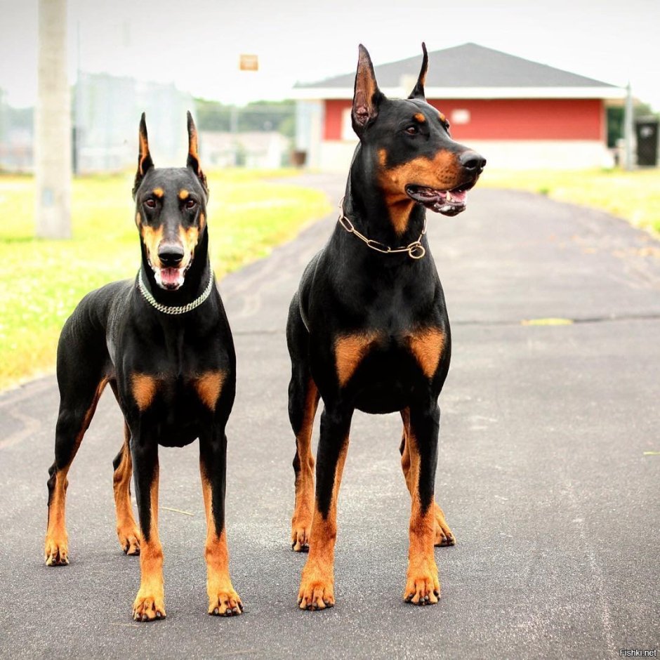 Мини Доберман-пинчер