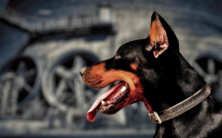 Доберман Вестминстер