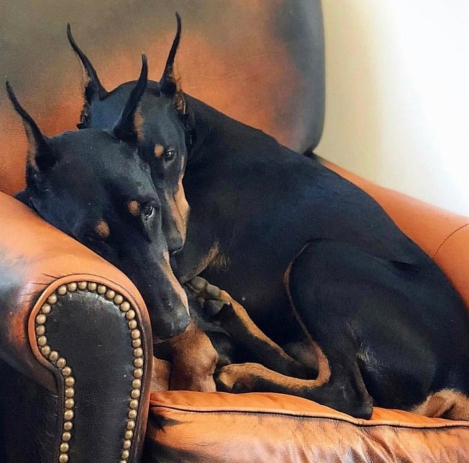 Доберман утро