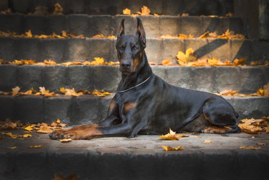 Швейцарский Доберман