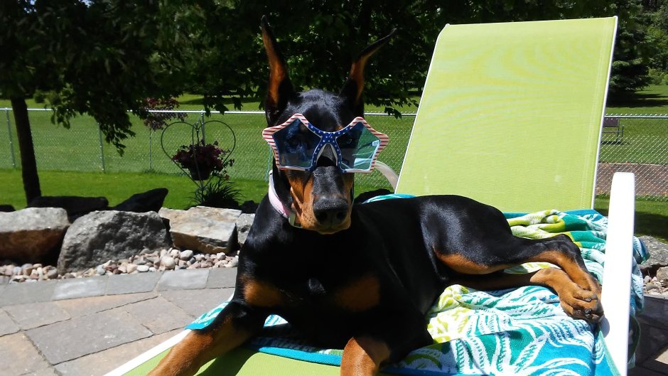 Собака Доберман