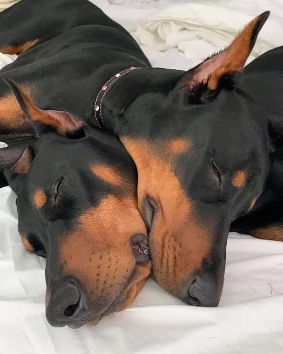 Доберман с большой грудью