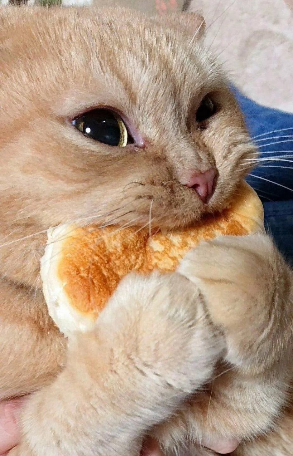 Кот булочка