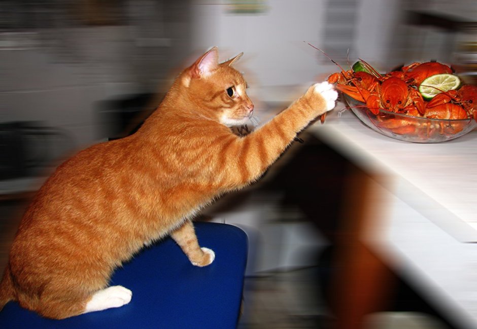 Смешные рыжие коты