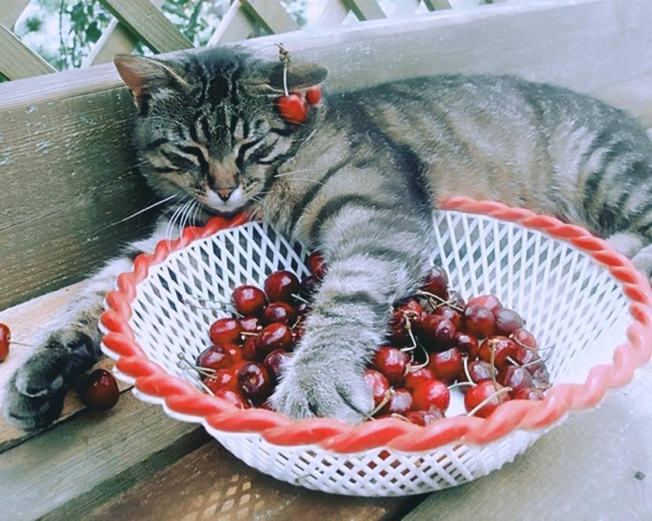 Котята и фрукты