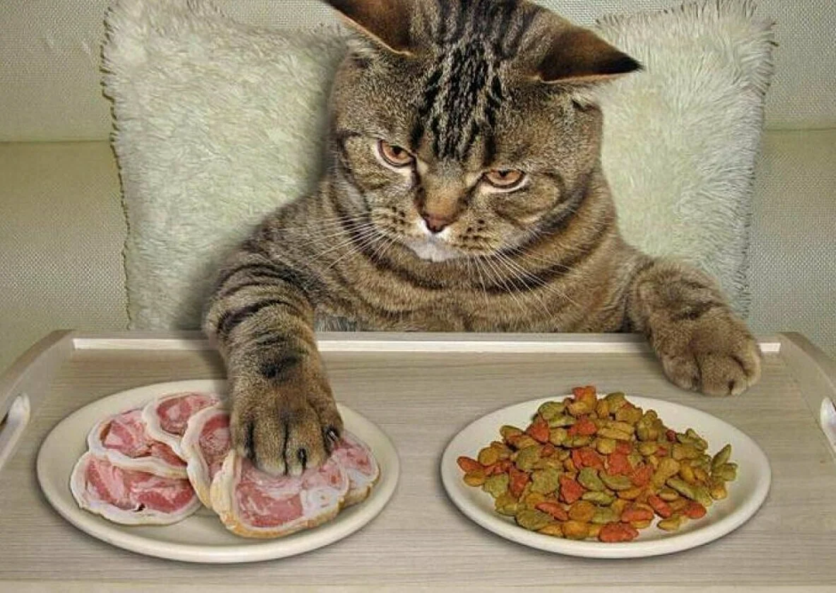 Еда для котов
