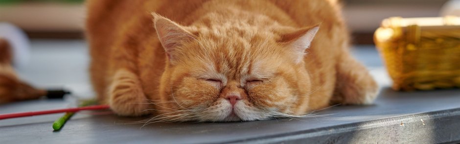 Толстые коты на рабочий стол