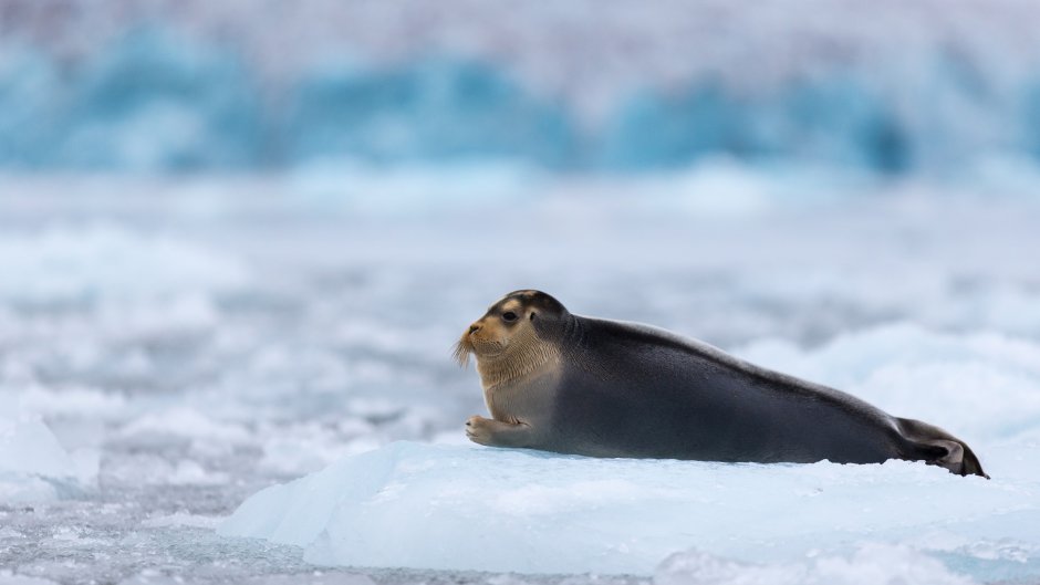 День Антарктиды (Antarctica Day)