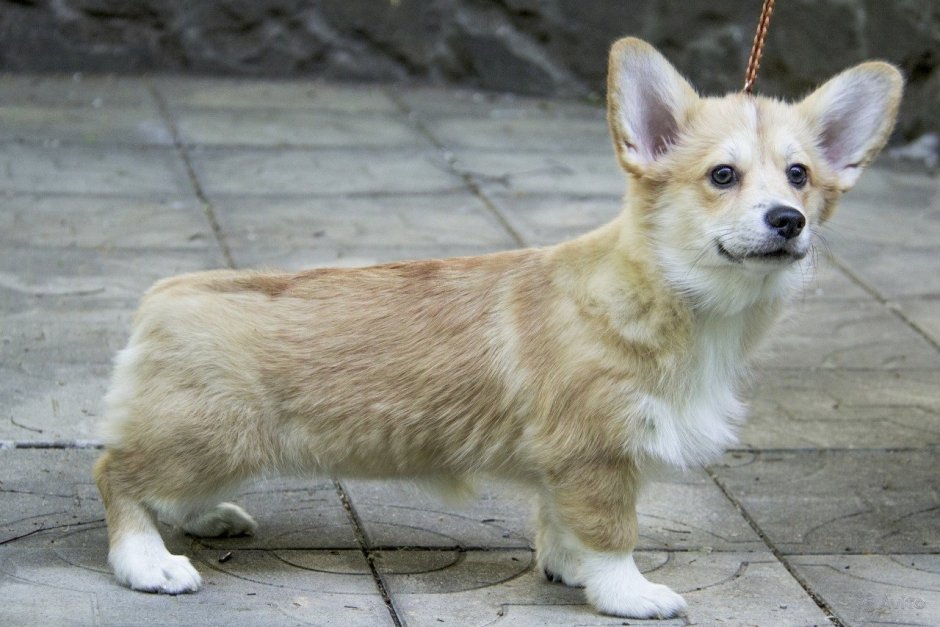 Вельш корги пемброк