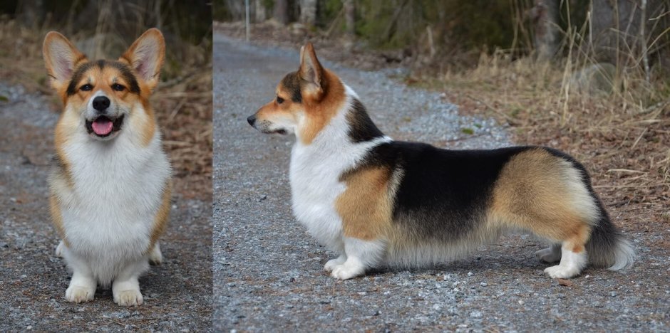 Соболиный вельш корги