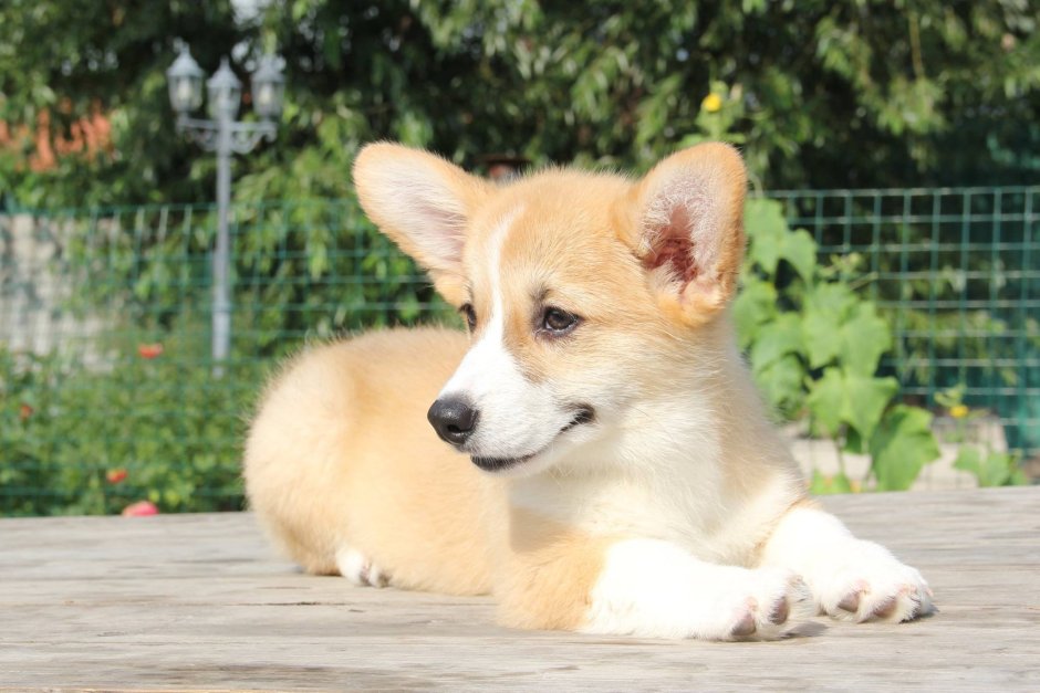 Вельш корги пемброк