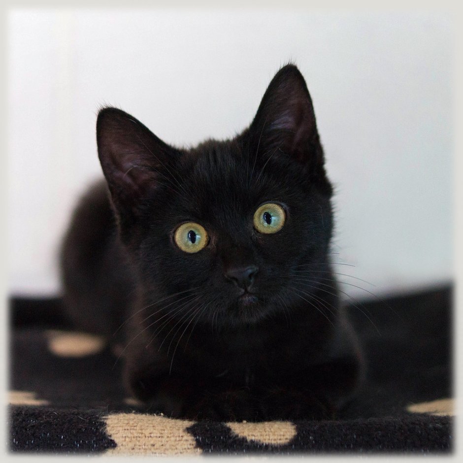 Черные коты