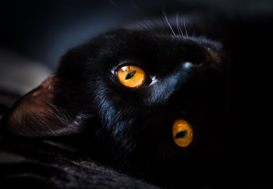 Чёрный кот