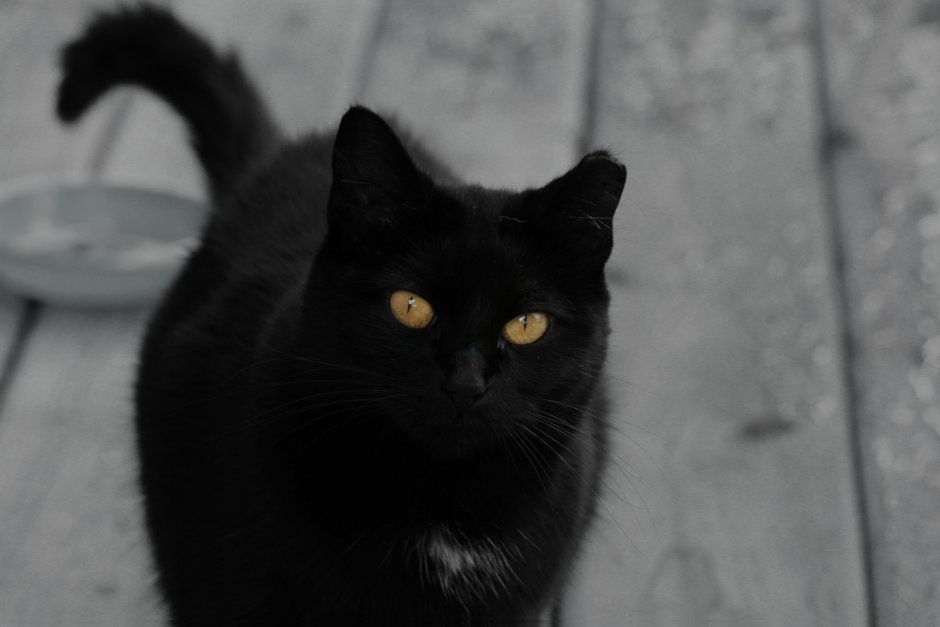 Черная кошка с большими глазами