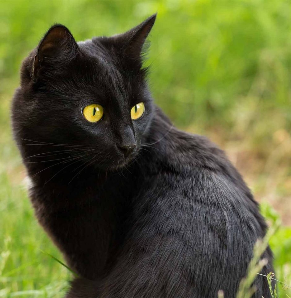 Европейская короткошерстная кошка черная
