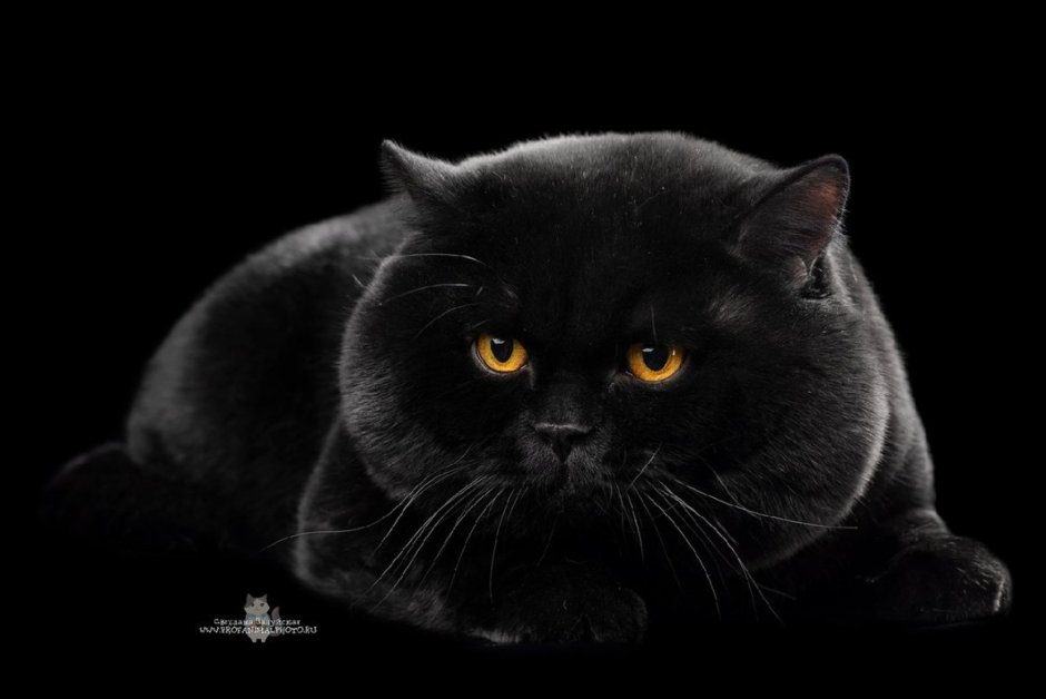 Скоттиш фолд котята черные