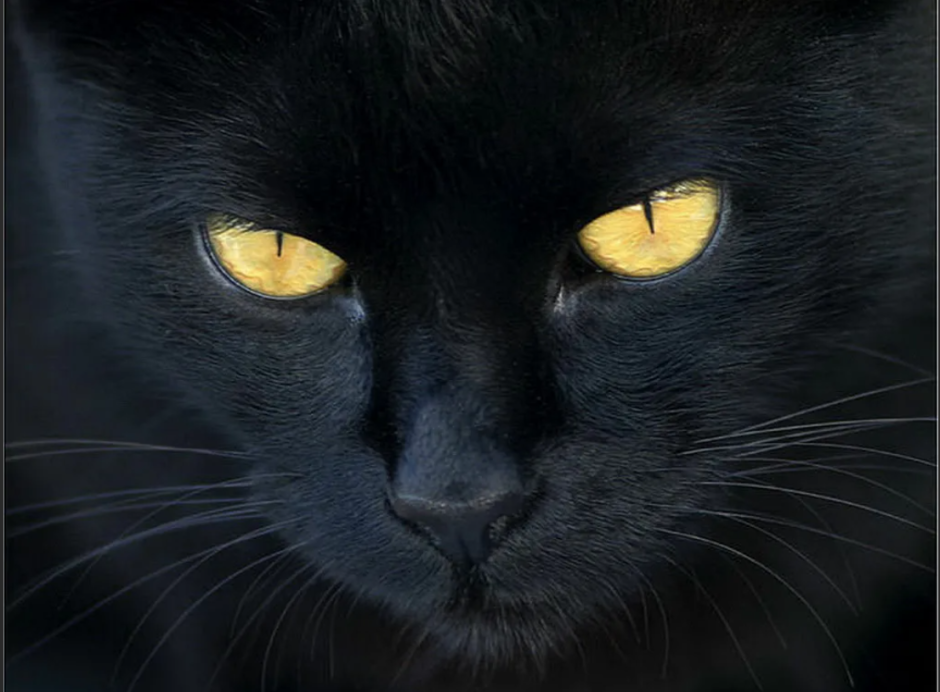 Чёрные коты с зелёными глазами