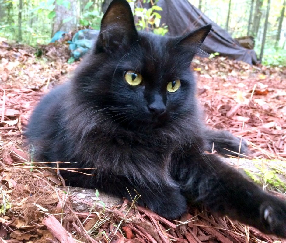 Чёрный кот