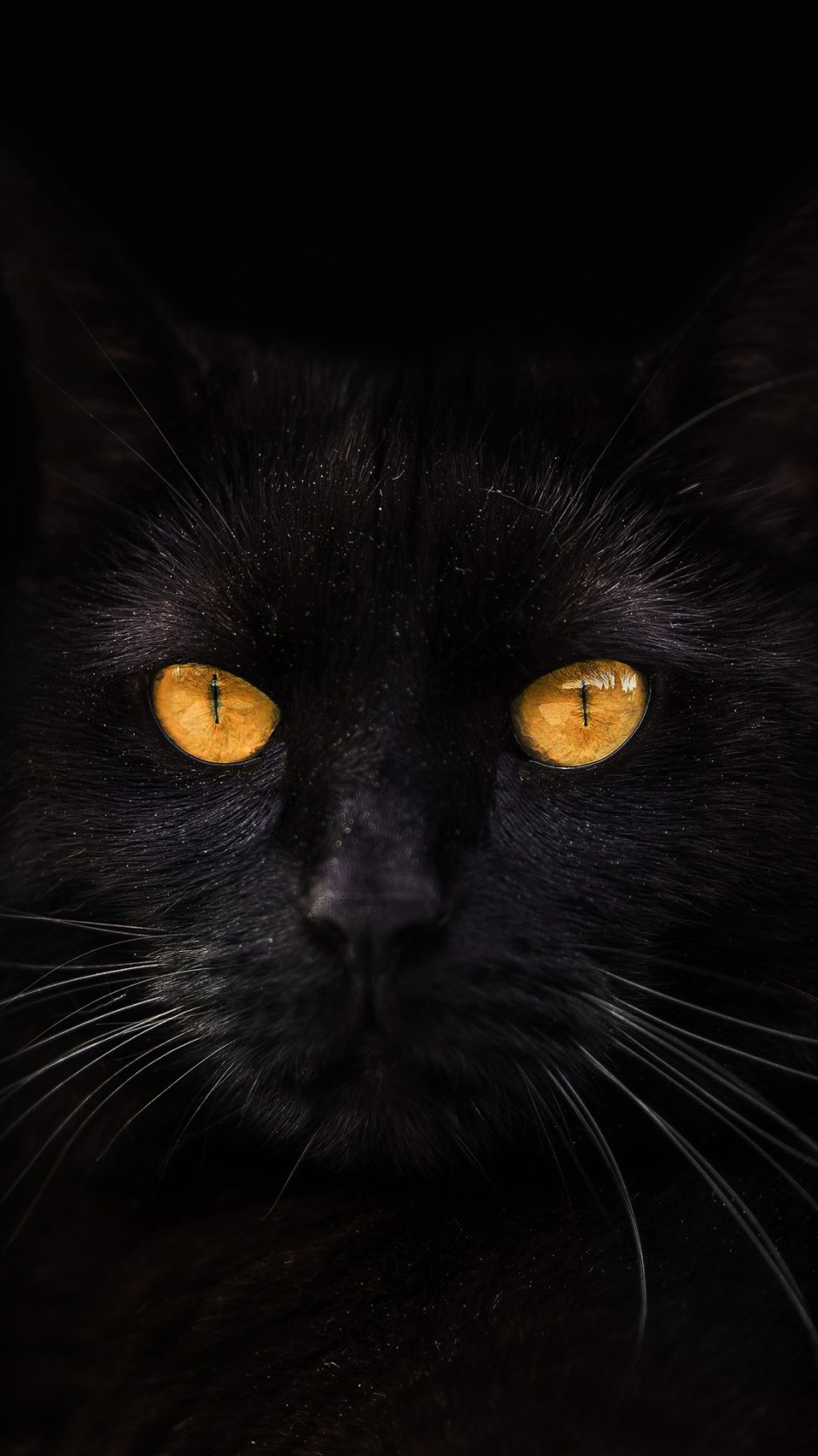 Чёрный кот