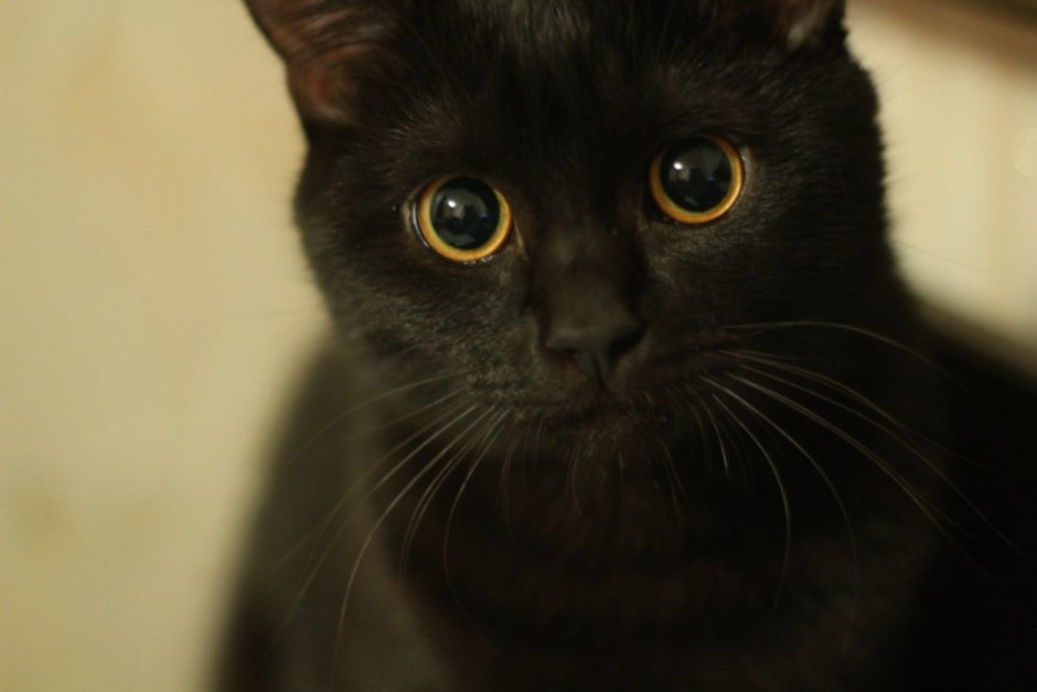 Шотландская вислоухая кошка