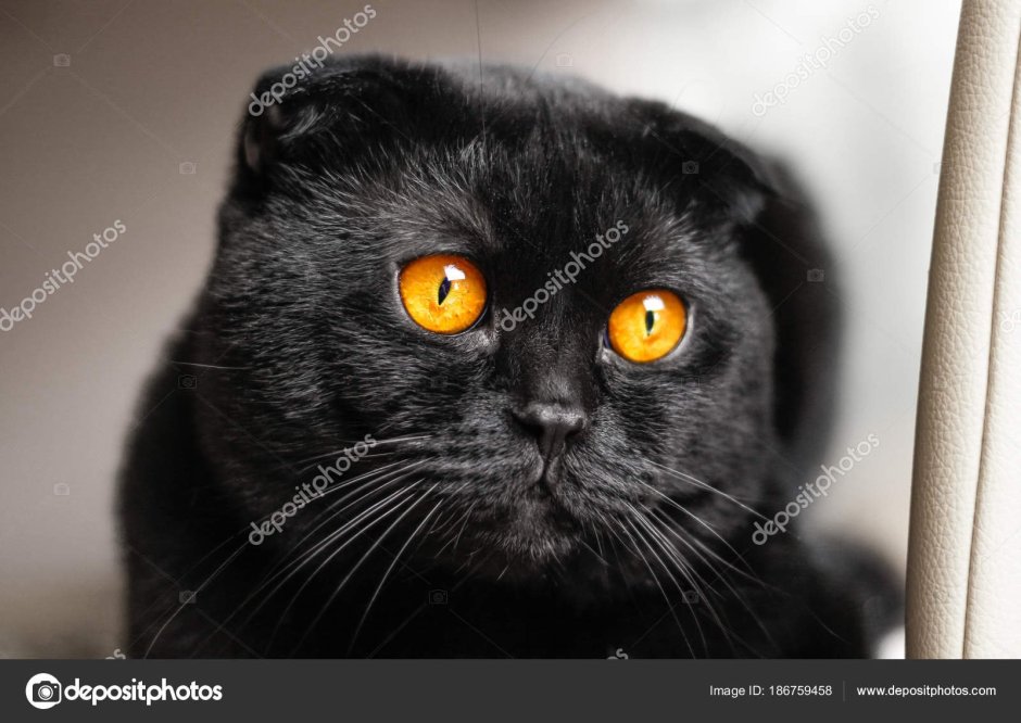 Бомбейская кошка