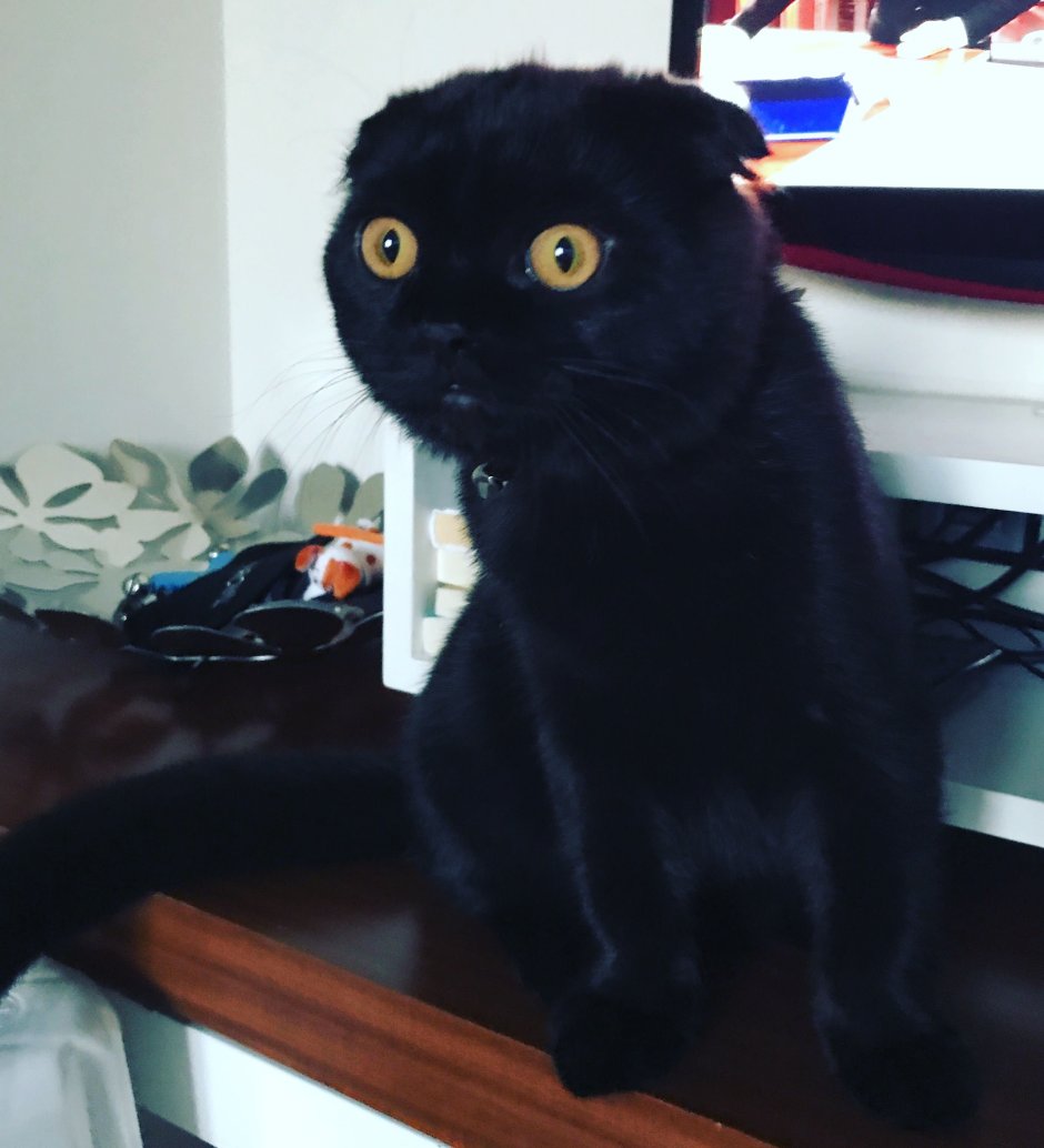 Кот с желтыми цветами