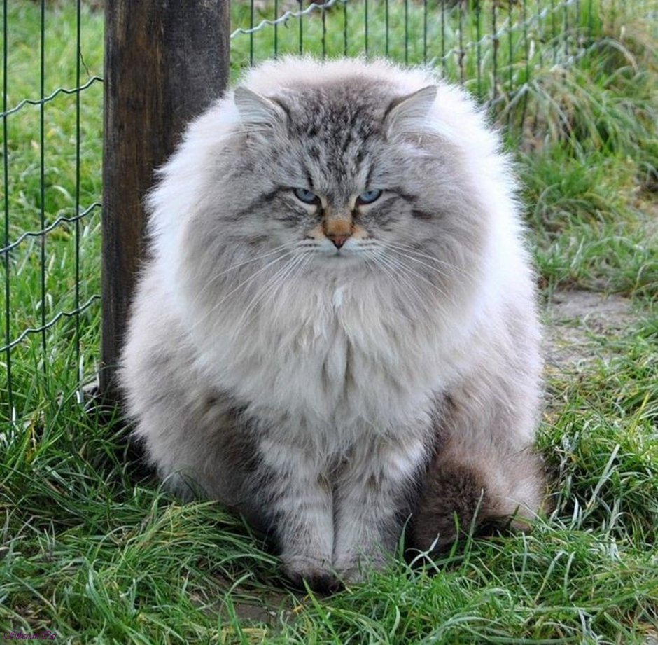 Норвежская Лесная кошка трехцветная