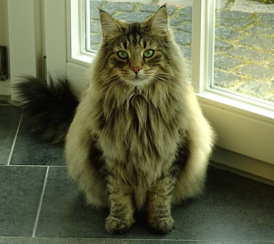 Котенок с заколкой