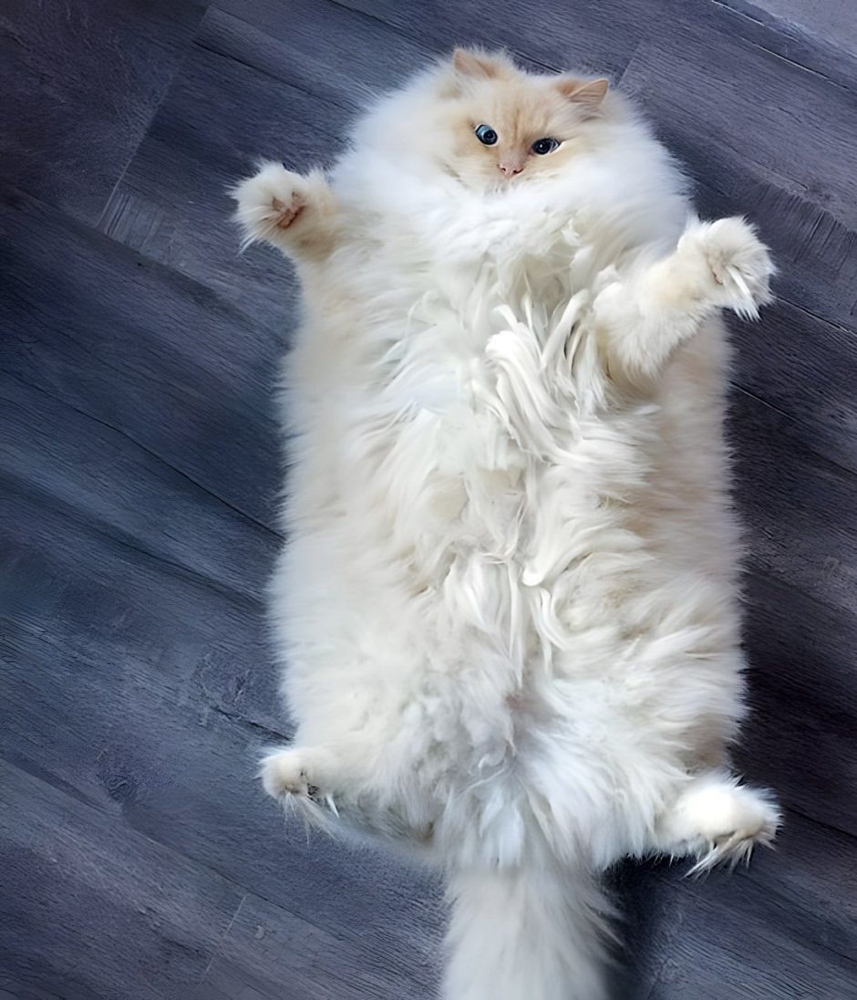 Норвежская длинношерстная Лесная кошка