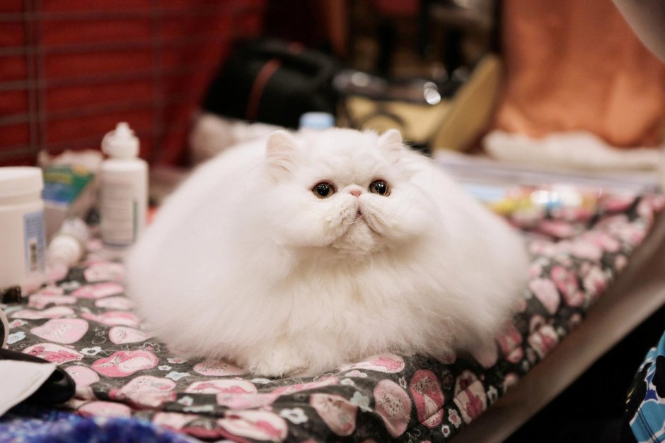 Сибирская кошка