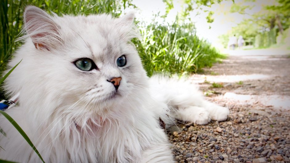 Норвежская длинношерстная Лесная кошка