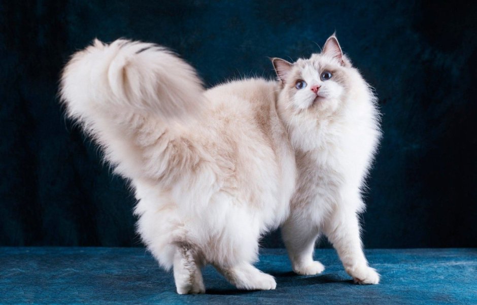 Сибирский длинношерстный кот