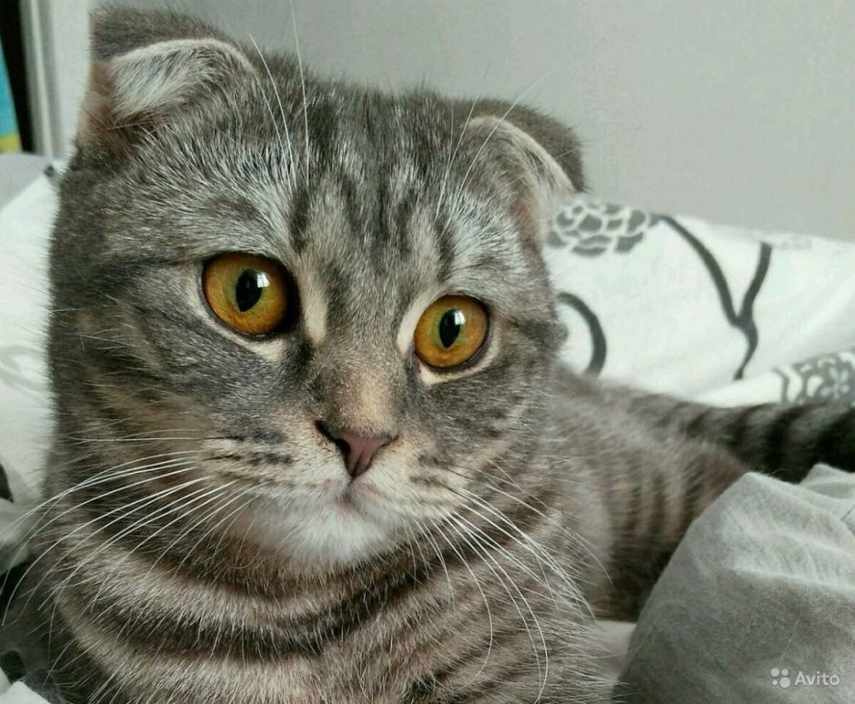 Шотландские вислоухие коты