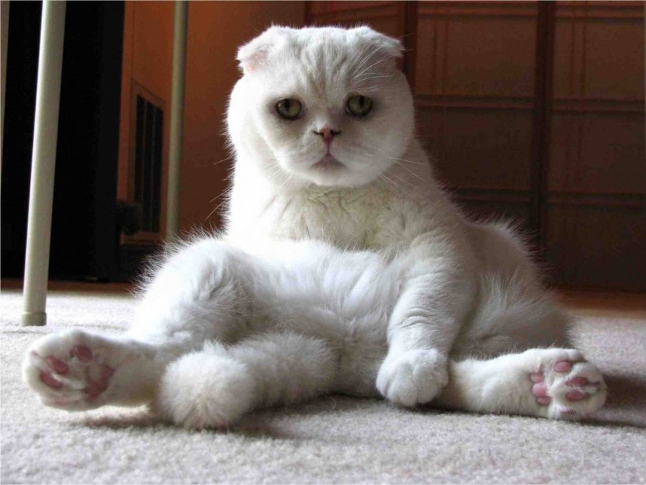 Шотландская вислоухая кошка