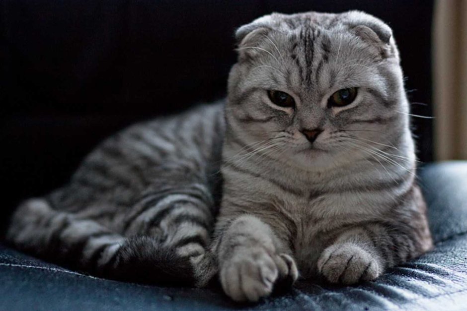 Шотландский вислоухий кот голубой